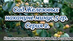 Сад Железовых накануне минус 5 гр. Серия 2.