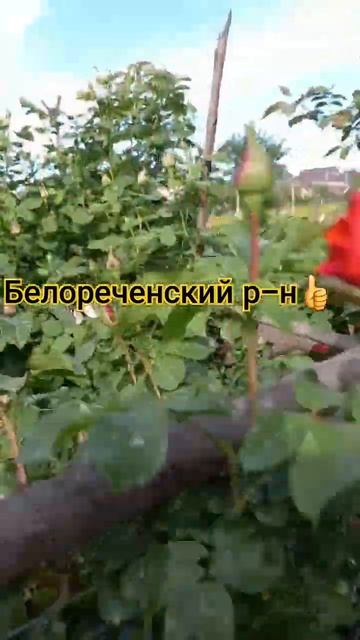 05.05. 24 Белореченский р-н#розы #живунаюге #краснодарскийкрай #кубань #сад #своятема