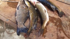 ПОДВОДНАЯ ОХОТА В +45 ЖАРЫ. Нападение черепашек ниндзя  Жареная рыба в панировочных сухарях