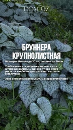 ЗАКАЗАТЬ ПОСАДКУ РАСТЕНИЙ: +7(985)920-77-00 (WhatsApp, Telegram) https://domozmsk.ru/