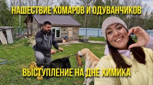 Нашествие комаров и одуванчиков. Танцуем на Базарной площади