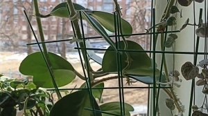 Комнатные Растения В Спальне В Марте