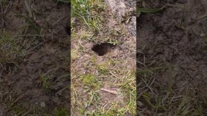 Кроты переворошили весь приусадебный участок. Вся земля в кротовых норах