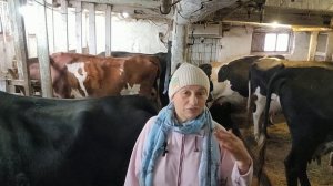 Выпойка телят ЗЦМ мой опыт