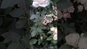 Мими Эден! 100% роза для юга