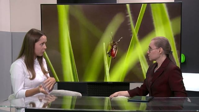 "Деловой разговор": клещи и заболевания, которые они переносят (Бийское телевидение)