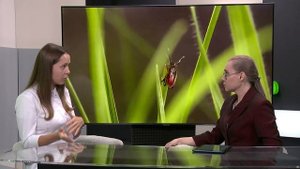 "Деловой разговор": клещи и заболевания, которые они переносят (Бийское телевидение)