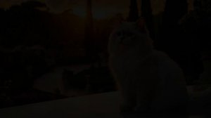 Кошка Кармен