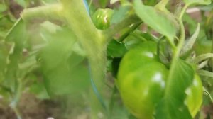 Томат Минусинский яблочный усыпной. г. Киров. Ватсап, В