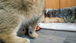 МАМА КОШКА ест КЕФИР, КОТЯТА УЖЕ ЗАСЫПАЮТ