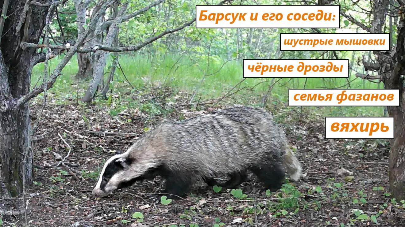 Барсук и его соседи: шустрые мышовки, чёрный дрозд со слётком, семья фазанов, вяхирь-витютень