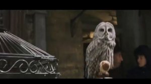 Грядущий Царь. Чай, кофе, поколдуем🧙🎓