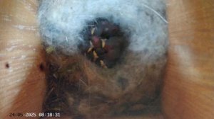 Синичник - День сороковой (24.05.2025) часть 1