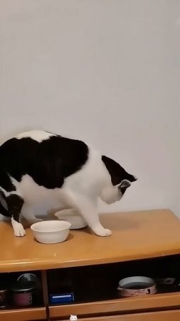 Осторожно, котики!41