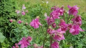 Во всем красота…