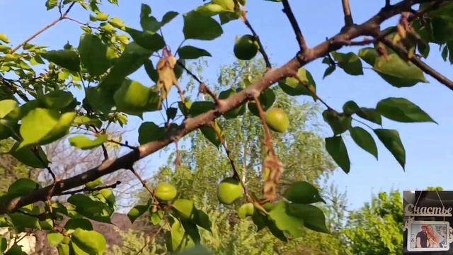 Готовимся к Пасхе  Покрываем доски для клумб антижу?