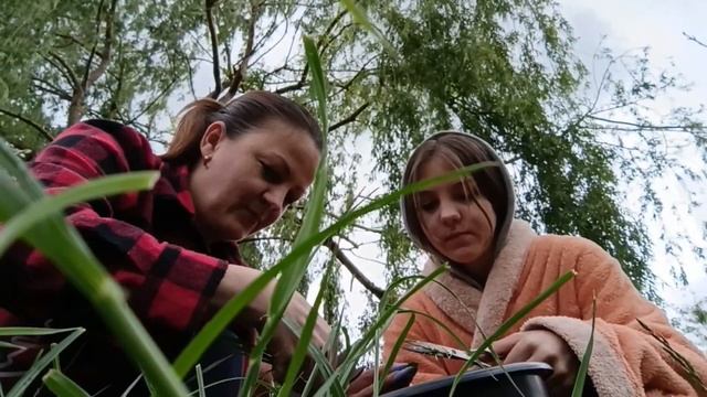 VLOG Опять на даче.Режем траву ножницами🍓 Неожиданно🍓 смотреть онлайн