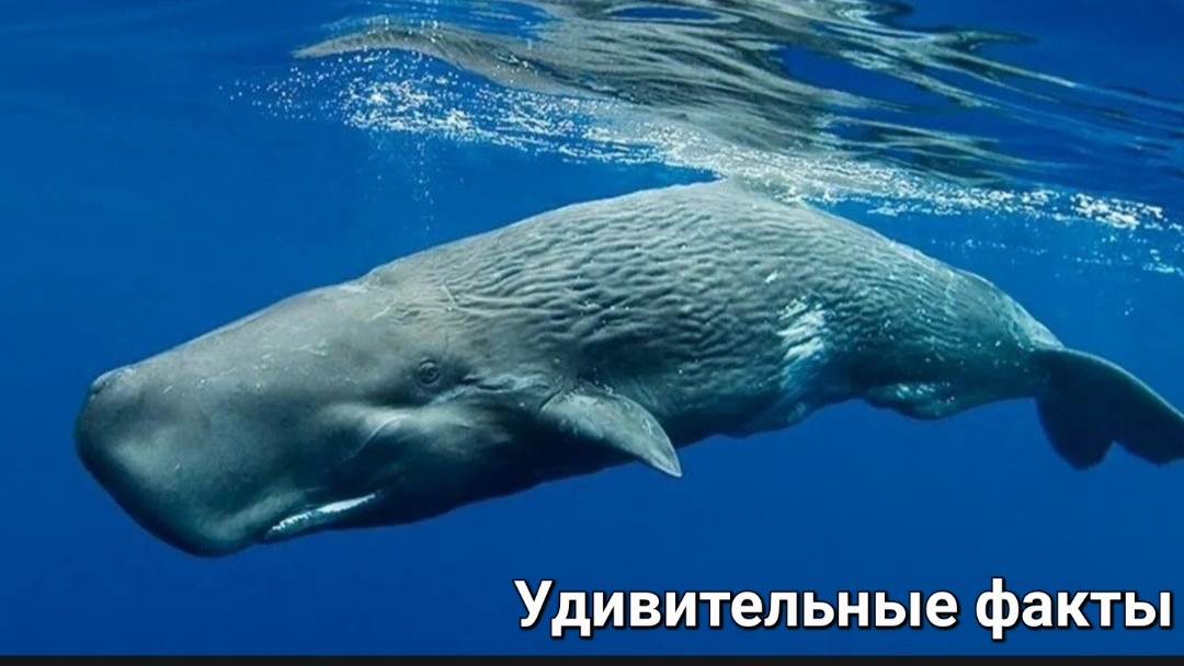 Удивительные факты о Кашалоте