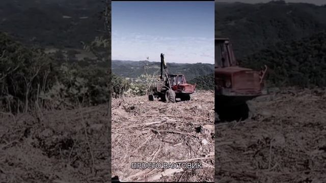 Лесозаготовка на деляне