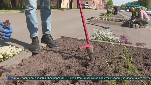 В Петербурге за неделю высадили более 500 тысяч цветов
