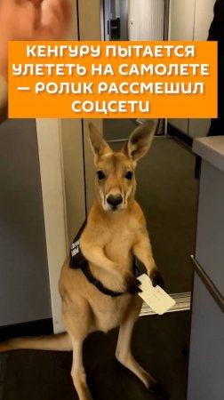 Кенгуру пытается улететь на самолете – ролик рассмешил соцсети