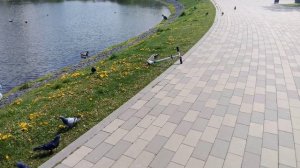 Нижний Горчаковский пруд. Цикл Старинные пруды России.