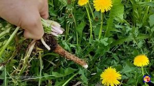 СРОЧНО ГОТОВТЕ НАТУРАЛЬНЫЙ  КОФЕ ИЗ СТЕБЛЕЙ ОДУВАНЧИК
