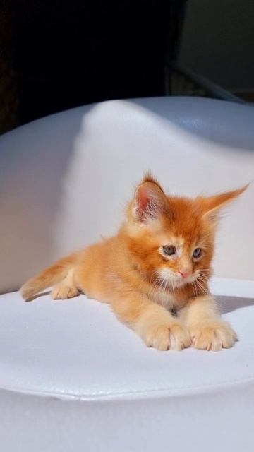 Emir Mos Lakshestar котенок мейн кун 1 месяц 17 дней.