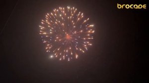 6_ SH 0601 Blue dahlia peony & White strobe peony L2  9_1 2023