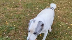 КАК ЛЮДИ ЖИВУТ В ДЕРЕВНЕ. НА СКОЛЬКО ГЛУХОЙ ЛЕС ВОКРУГ