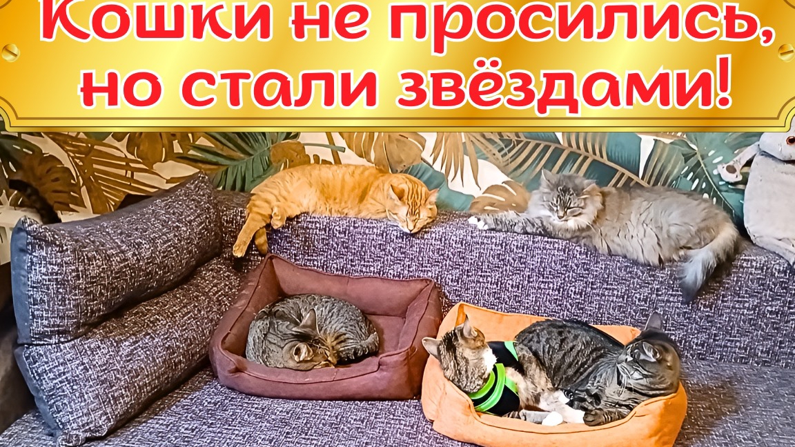 Кошки не просились, но стали Звëздами!