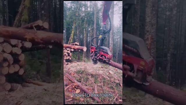 Лесозаготовка в тайге