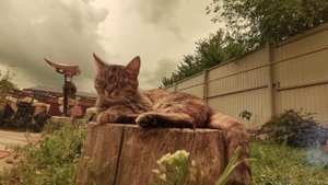 Кошка, пенёк и майское солнце