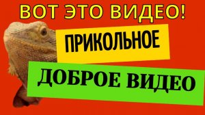 Прикольное доброе видео