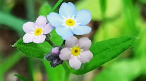 Разноцветные красавцы