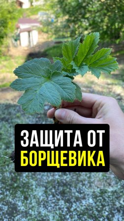 Этот способ спасет от борщевика на загородном участке #НашаДача