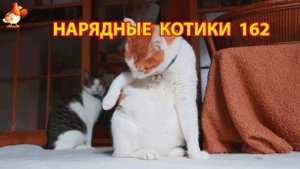 Нарядные Котики расслабляются на солнышке 🌞 🐈🐈🐈 (162)