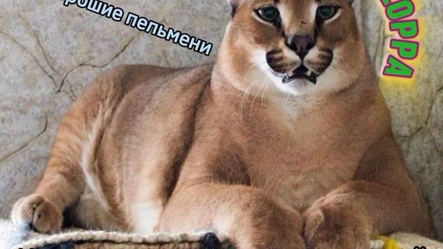 Про хорошие пельмени караоке
