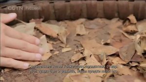 Чай - история одного листа Серия 2 Конец пути Часть 2 [Age0