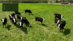 Ярославская порода коров - отличный выбор для сельско?