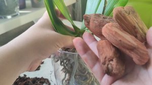 Пересадка ароматной орхидеи. Закрытая система. Крупная кора плюс живой мох.