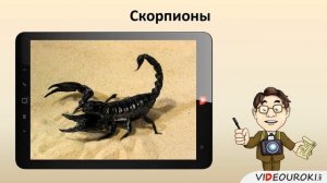 27  Многообразие паукообразных и их значение