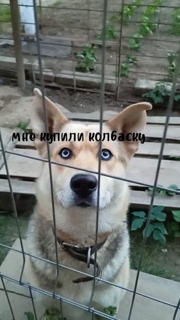 ВЬЮЖКА смотреть онлайн