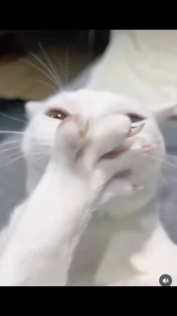 Я выплачу долг за вас