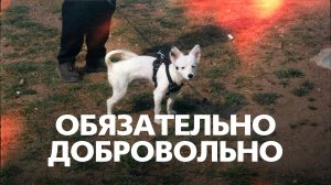 Нападение собаки: кто ответит за страх ребенка?
