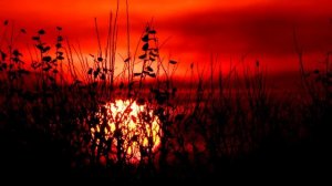 Сарги - Темно алый рассвет