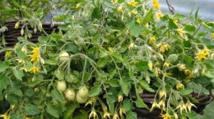 Почему на томатах много пустоцветов?