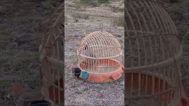 кабки мастак смотреть онлайн