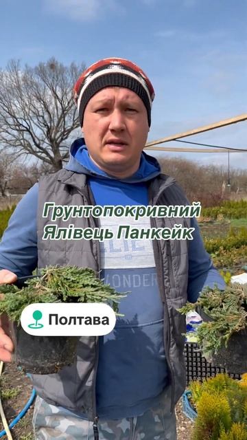 Декоративні рослини #полтава #декоративнірослини #туя смотреть онлайн