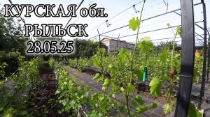 НАШ ВИНОГРАДНИК НА 28.05.25